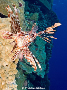 Lionfish on the vertical wall of Elphinstone Reef. Olympu... by Christian Nielsen 